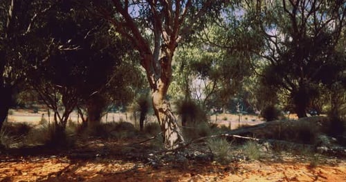 Forest Landscape Showcasing Trees and Shrubbery in Natural Sunlight