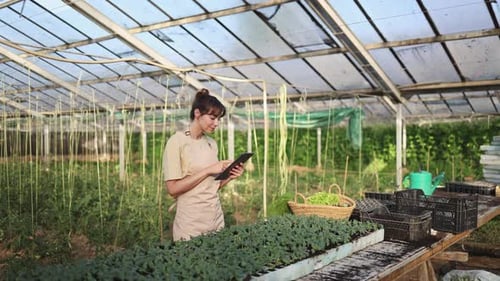 Woman Using Tablet in Greenhouse with Seedlings