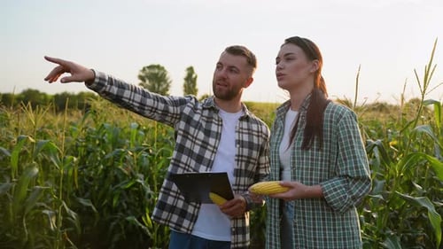 Man and Woman Inspecting Corn Crop in a Field