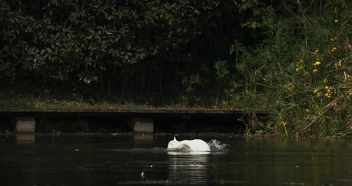 Majestic White Swan Feeding in a Tranquil Lake