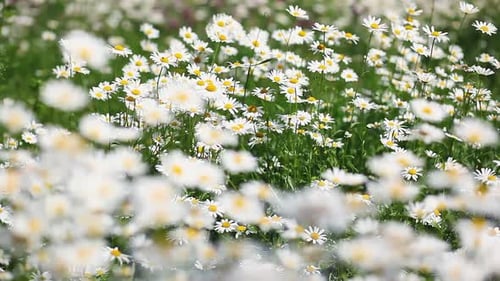 Summer field with white daisies.