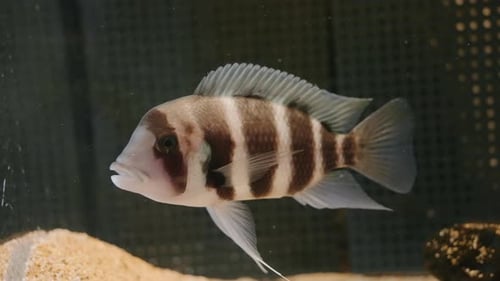 Humphead Cichlid (Cyphotilapia Frontosa) Fish At Umino-Mori Aquarium In Sendai, Miyagi Prefecture, J