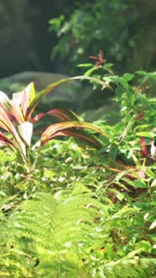 A Lush Green Forest Filled with Lots of Plants