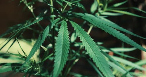 Closeup of Marijuana Leaf