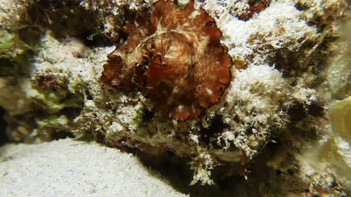 Sea Slug Resting on Ocean Reef