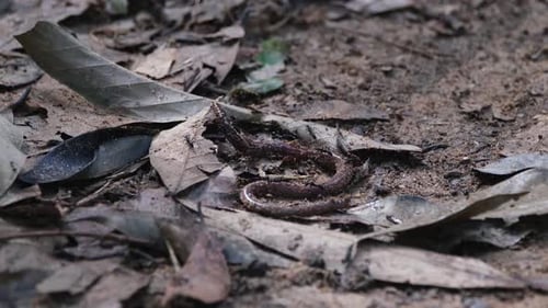 Un ver de terre vu s'enrouler sur son corps de douleur alors que l'armée noire de fourmis l'attaquait ensemble ; Razorjaw
