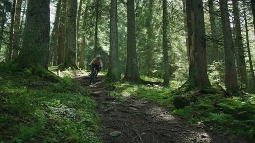 A mountain biker rides through a protected forest