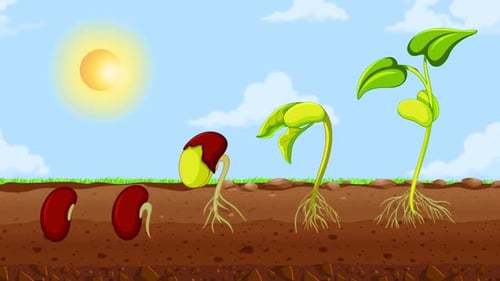Seed Growth Stages