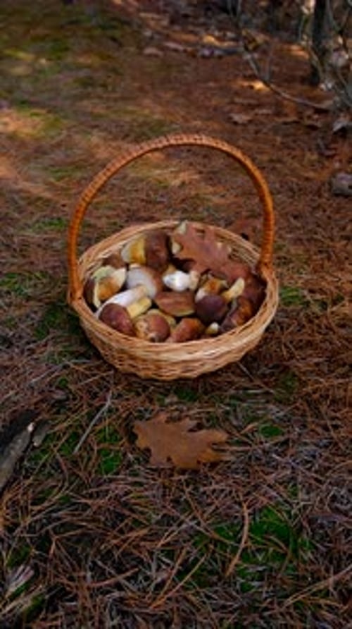 Mushroom Picking in the Forest Selective Focus