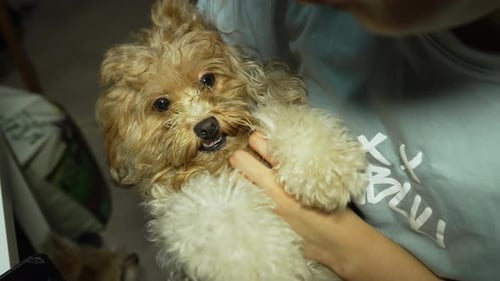 Person Holding Fluffy Brown Dog Indoors