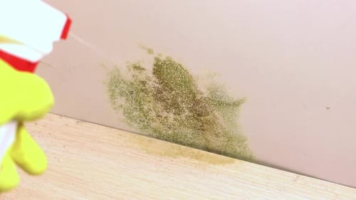 Mold Removal on Wall Spraying Solution
