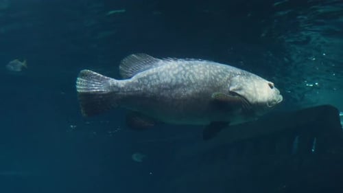 Beautiful Sea Fish in the Aquarium Closeup
