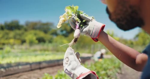 Ferme, inspection et entretien avec des racines végétales pour la croissance, la durabilité et la récolte