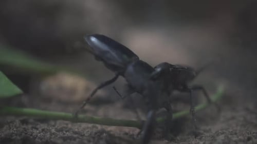 Close Up Of Two Giant Stag Beetle Fighting Slow Motion