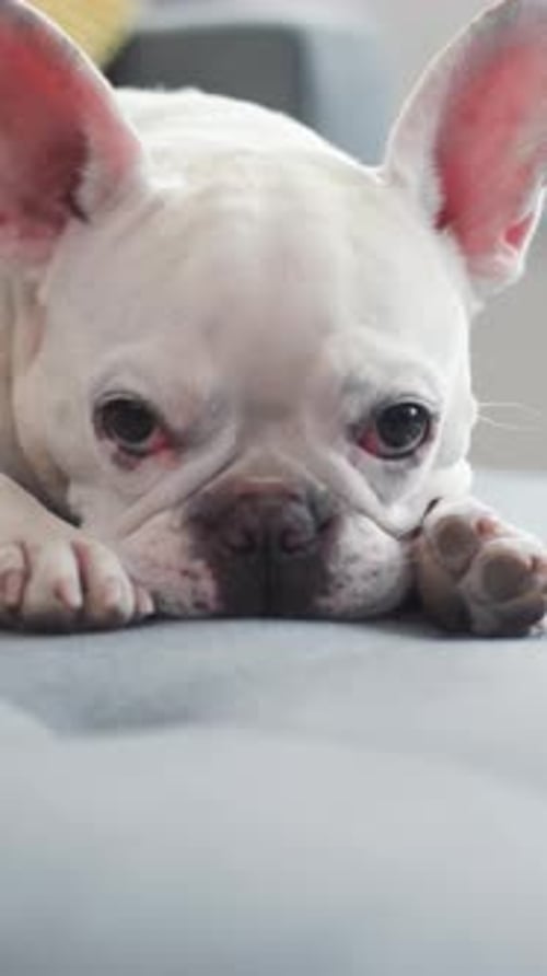Sleepy French Bulldog Resting on Sofa