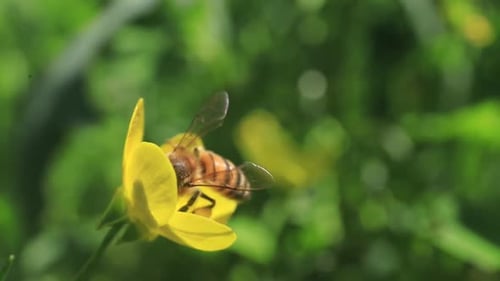 Close up of one honey bee carrying pollen and flying around yellow flowers. Bee collecting nectar po