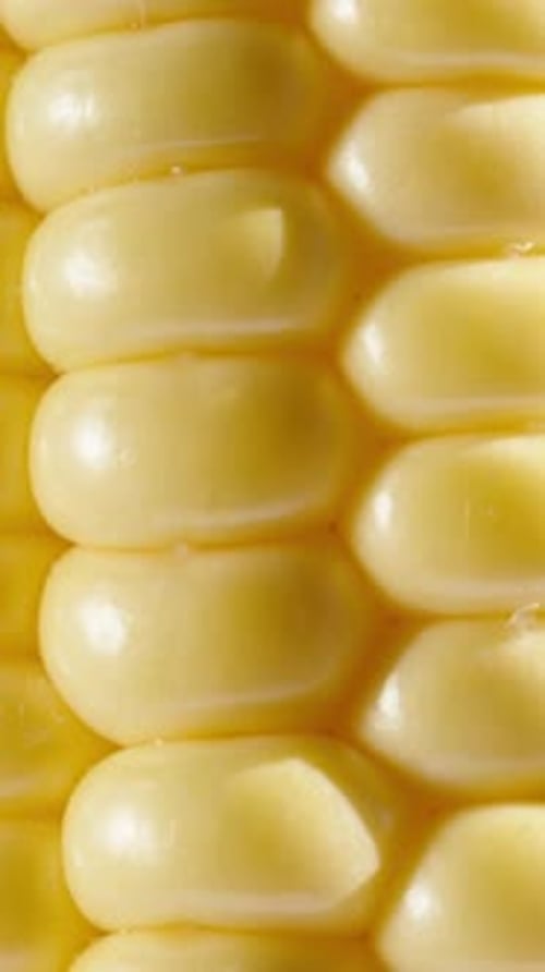 Corn cob with green leaves and water drops, rotation. extreme close-up Vertical video Social Media