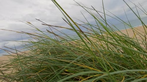 Passing over some green grasses on the coarse sand beach with the sea in the background a cloudy day
