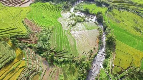 Aerial view of big tropical rural rice terraces in Bali with river crossing it