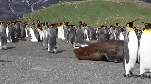 King Penguins and Seals on Rocky Shore