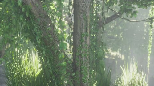 Jungle Forest Trees in Deep Fog