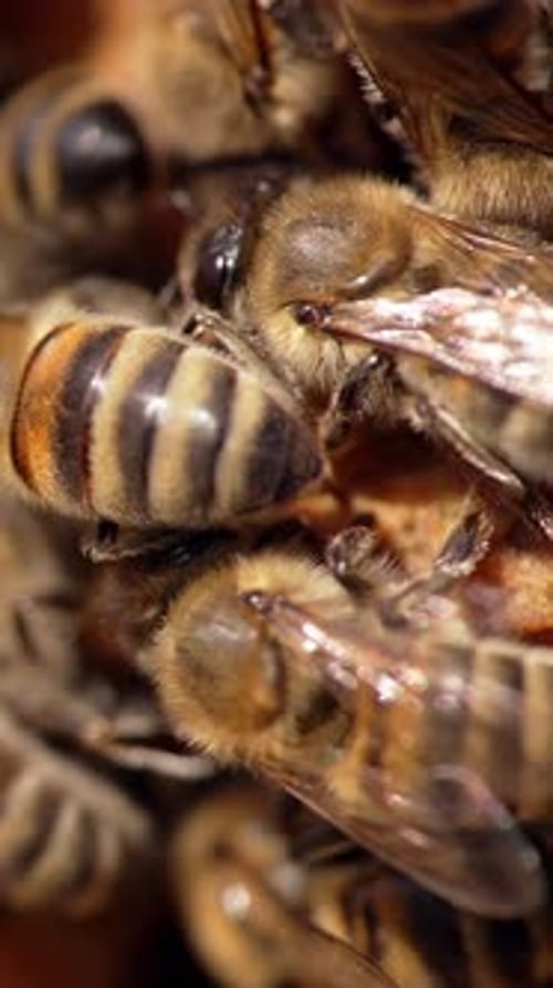 Gestreifte Bienen auf einer Wabe. Schwarm fleißiger Honiginsekten, die an einem Rahmen arbeiten