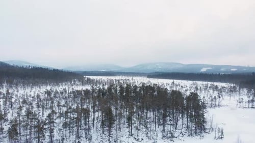 Scattered Spruce-fir snow capped forest spread across frozen Lapland - Aerial Fly-over wide shot