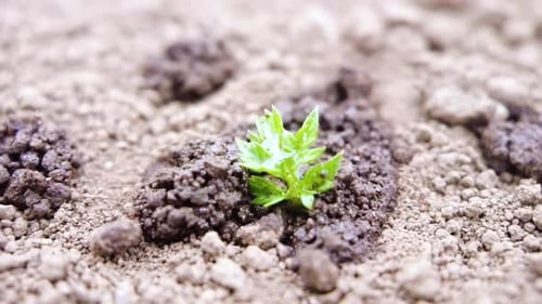 Wasserregentropfen, der auf trockenen, dürren Landboden mit kleinen grünen Sprossen fällt. Klimawandel und