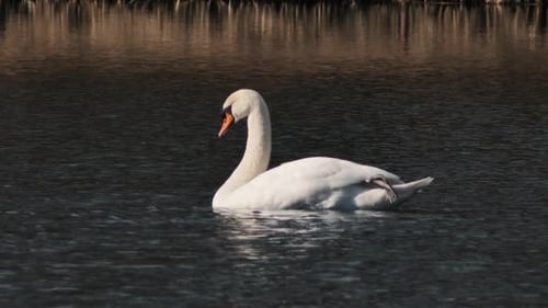 The Life of Water Birds Swans Ducks and Nesting in Nature