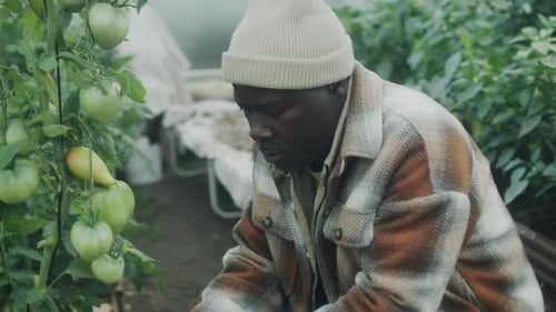 Man Harvesting Tomatoes in a Greenhouse
