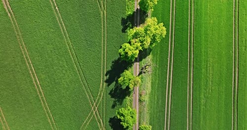 Two green wheat fields separated by a road in spring.