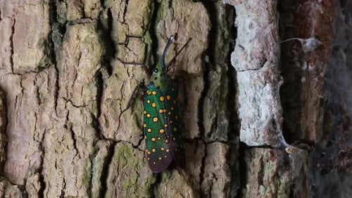 Colorful Bug on a Tree