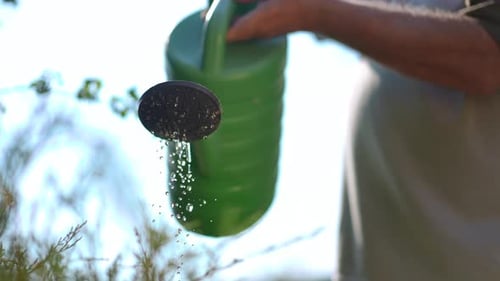 Closeup Green Watering Can in Senior Male Hands with Refreshing Water Flowing Out