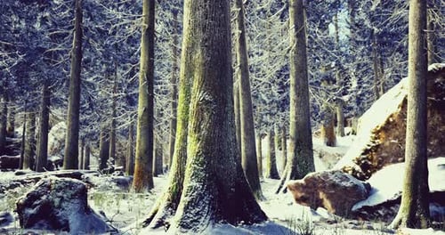Snow Covered Forest Landscape with Tall Trees and Rocky Formations