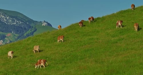 Aerial View of Alpine Cows with Bells in a Meadow in the Swiss Mountains Cow on Pasture