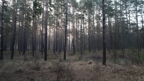 Morning Forest With Fog