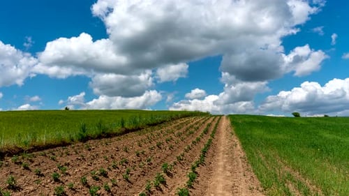 Rural landscape