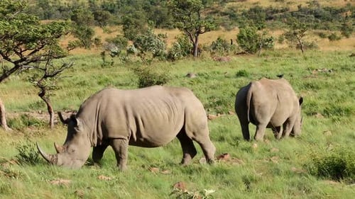 White Rhinoceros In Natural Habitat