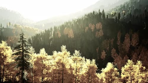 A Dense Forest with Towering Trees