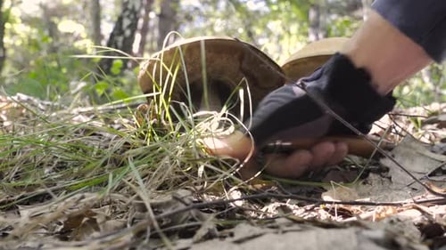 Picking mushrooms in the forest