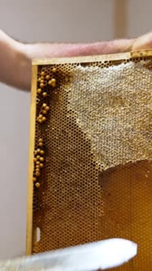 Beekeeper Harvests Honey from Golden Honeycomb Frame