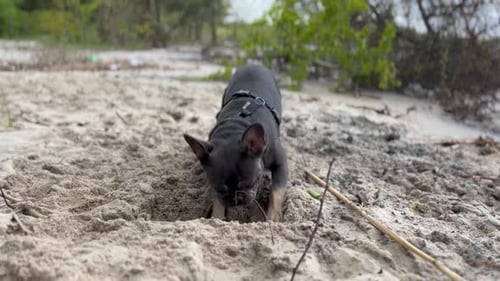 Dog Digging a Hole on Beach
