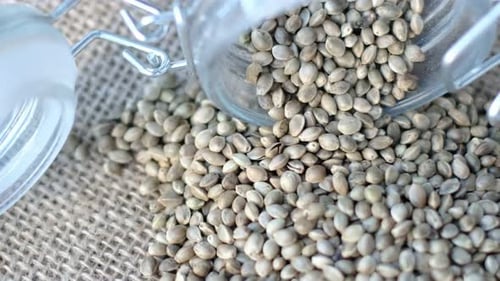 Hemp Seeds in a Glass Jar the Background of Fabric From Burlap Marijuana Close View of Cannabis