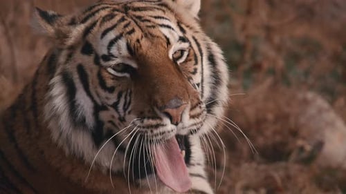 Yawning tiger close up face and teeth