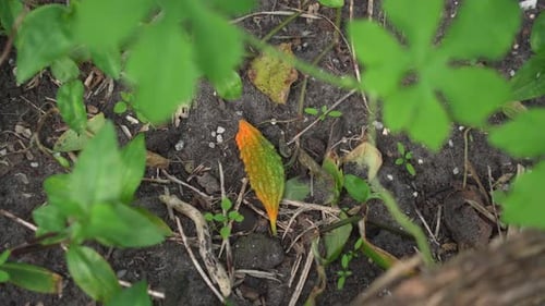 Melon amer mûr au sol du jardin Plant de melon amer Cerasee Kerala avec du Kerala suspendu à du vin