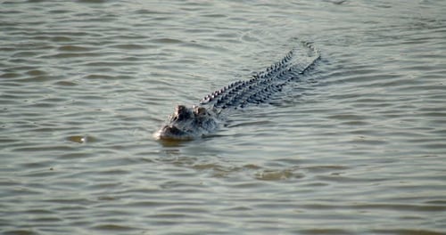Super Close Up, Face of Alligator Swimming in Marsh, Wetlands,