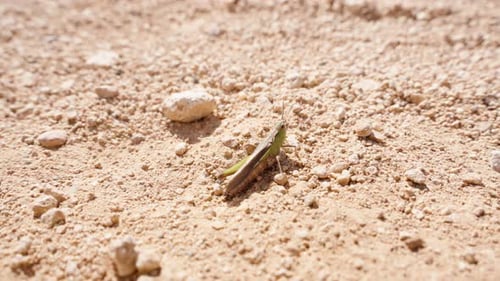 Grasshopper Resting on Sandy Desert Ground, Close Up