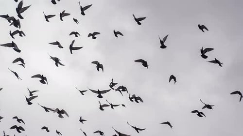 Flock of Birds Flying Dynamically Against the Sky