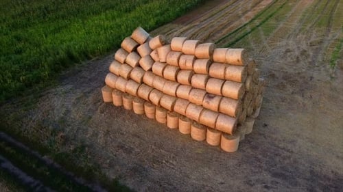 Many Bales Compressed Dry Wheat Straw Twisted Round Rolls on Field Sunset Dawn