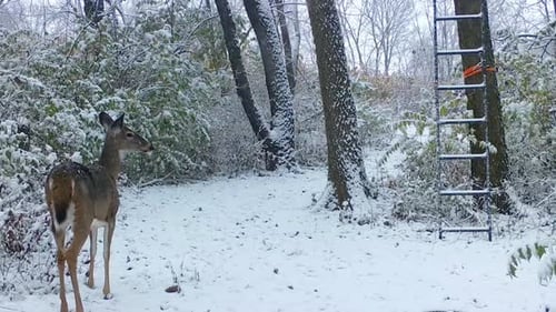 Whitetail deer walks along a game trail at the edge of the woods on a snowy day in the American Mid